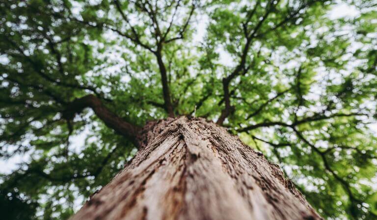 Edilizia Sostenibile in legno: impatti, opportunità e valorizzazione ESG
